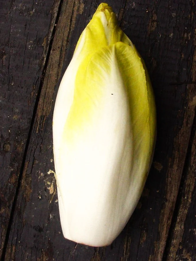 Belgian Endive (Witloof Chicory) - Image 5