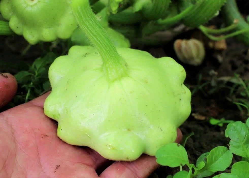 Benning's Green Tint Patty Pan (Bush Scallop Squash) - Image 3