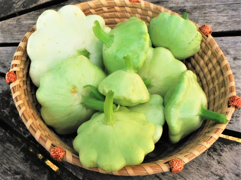 Benning's Green Tint Patty Pan (Bush Scallop Squash) - Image 4