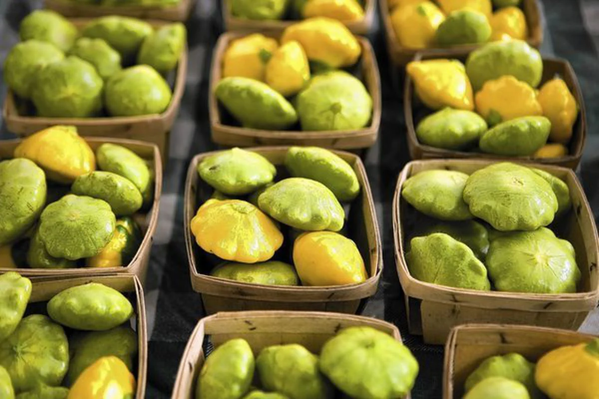 Benning's Green Tint Patty Pan (Bush Scallop Squash) - Image 5