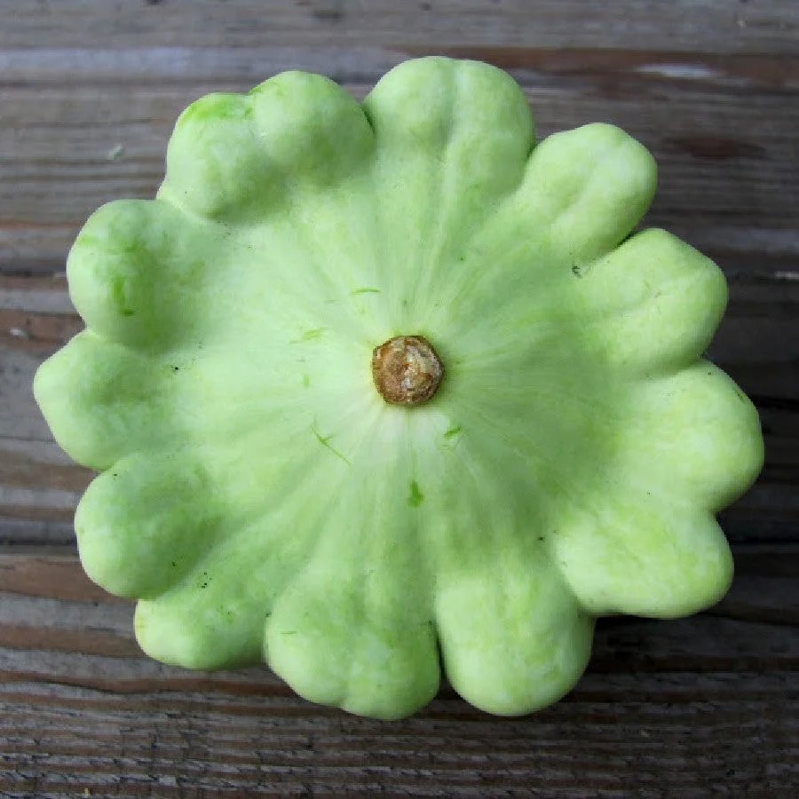 Benning's Green Tint Patty Pan (Bush Scallop Squash) - Image 6