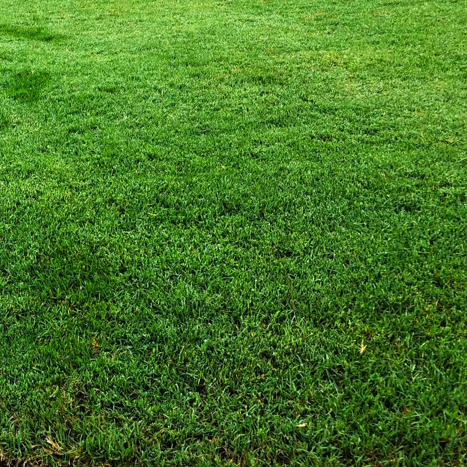 Bermuda Grass, Coated Unhulled