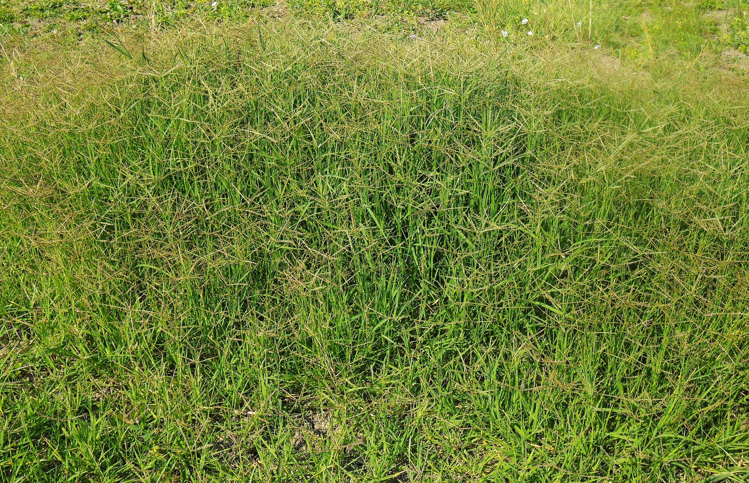 Bermuda Grass, Coated Unhulled - Image 10