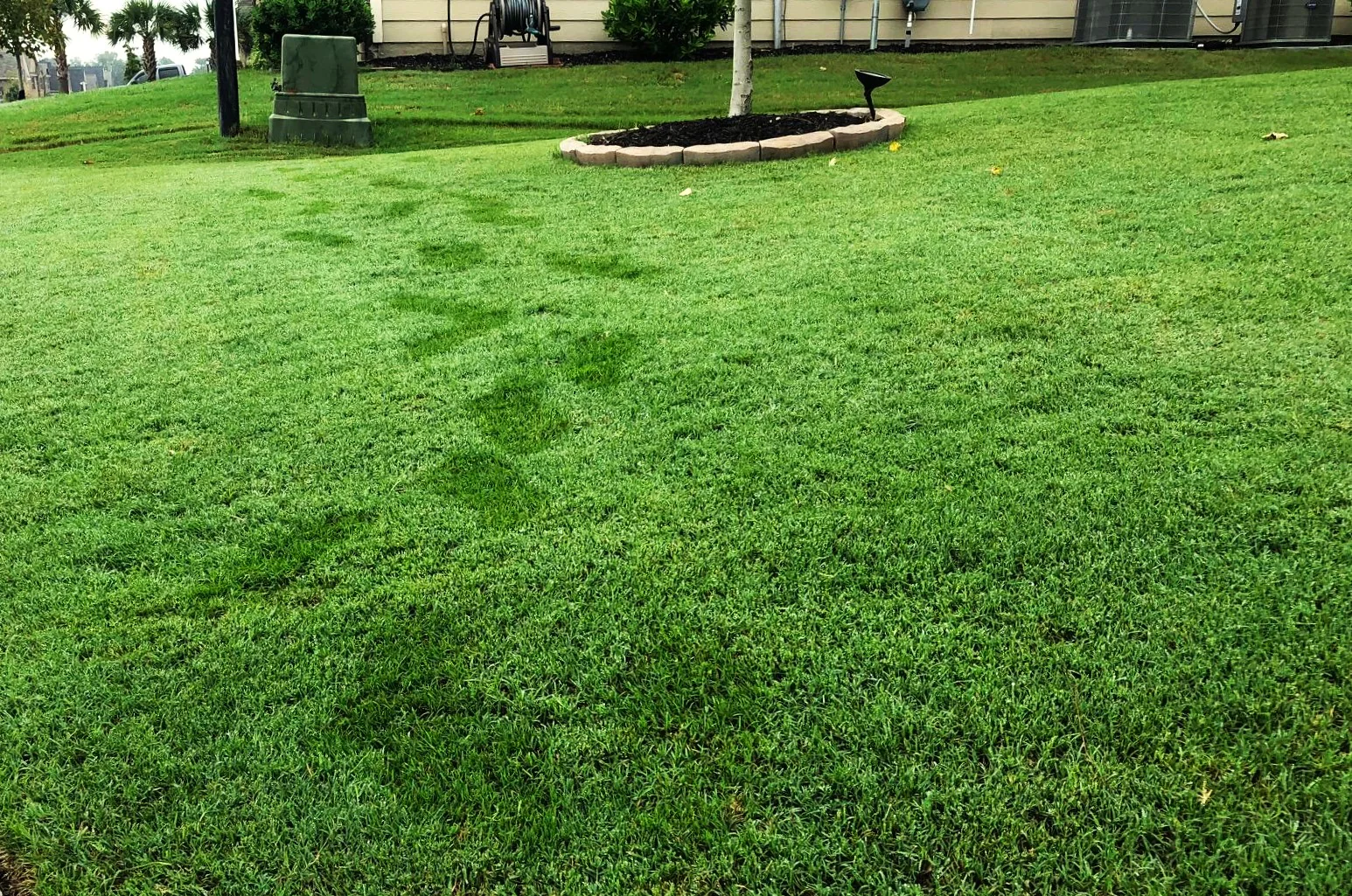 Bermuda Grass, Coated Unhulled - Image 2