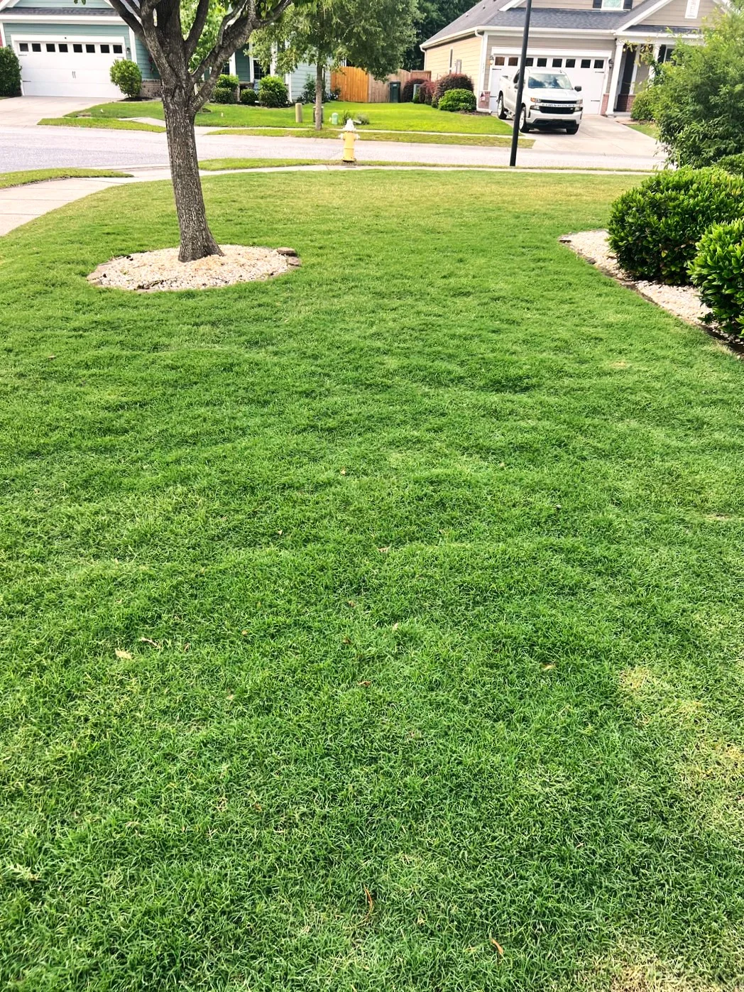 Bermuda Grass, Coated Unhulled - Image 3