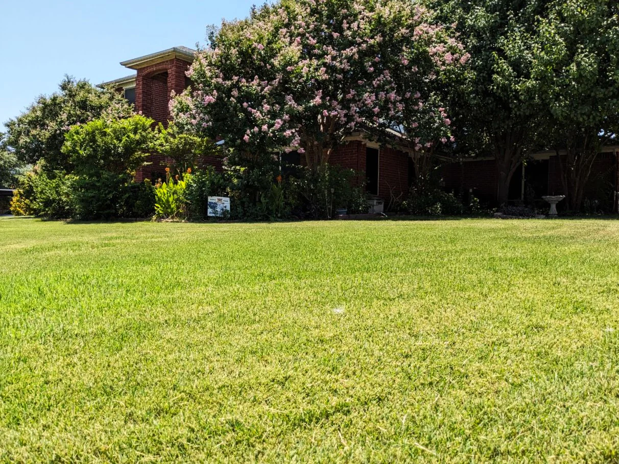 Bermuda Grass, Coated Unhulled - Image 4