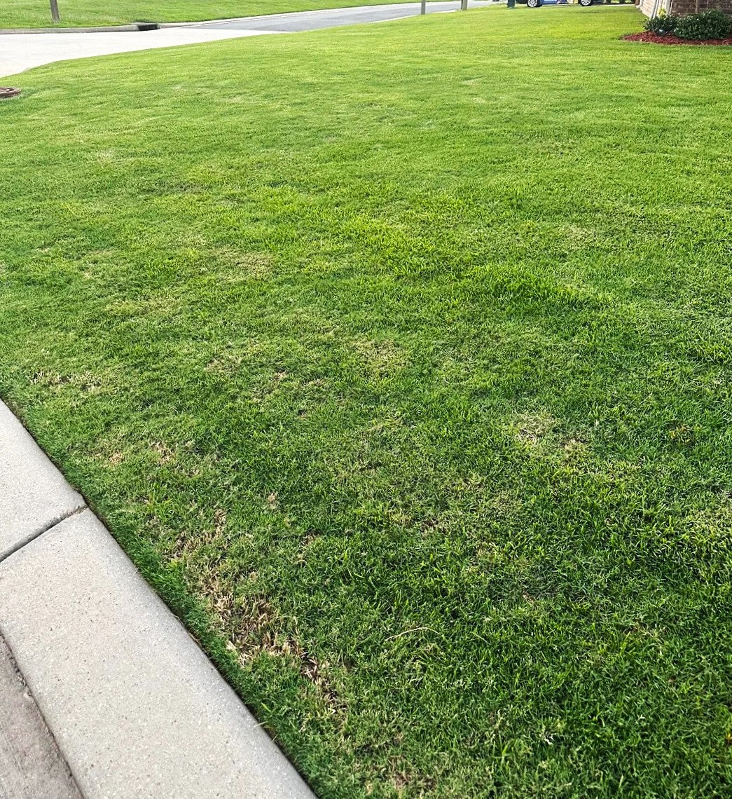 Bermuda Grass, Coated Unhulled - Image 5