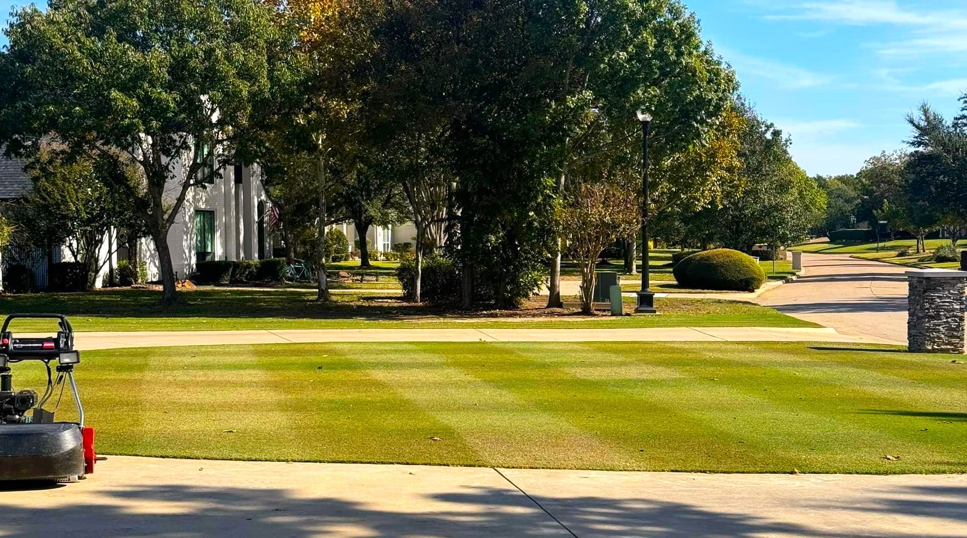 Bermuda Grass, Coated Unhulled - Image 6