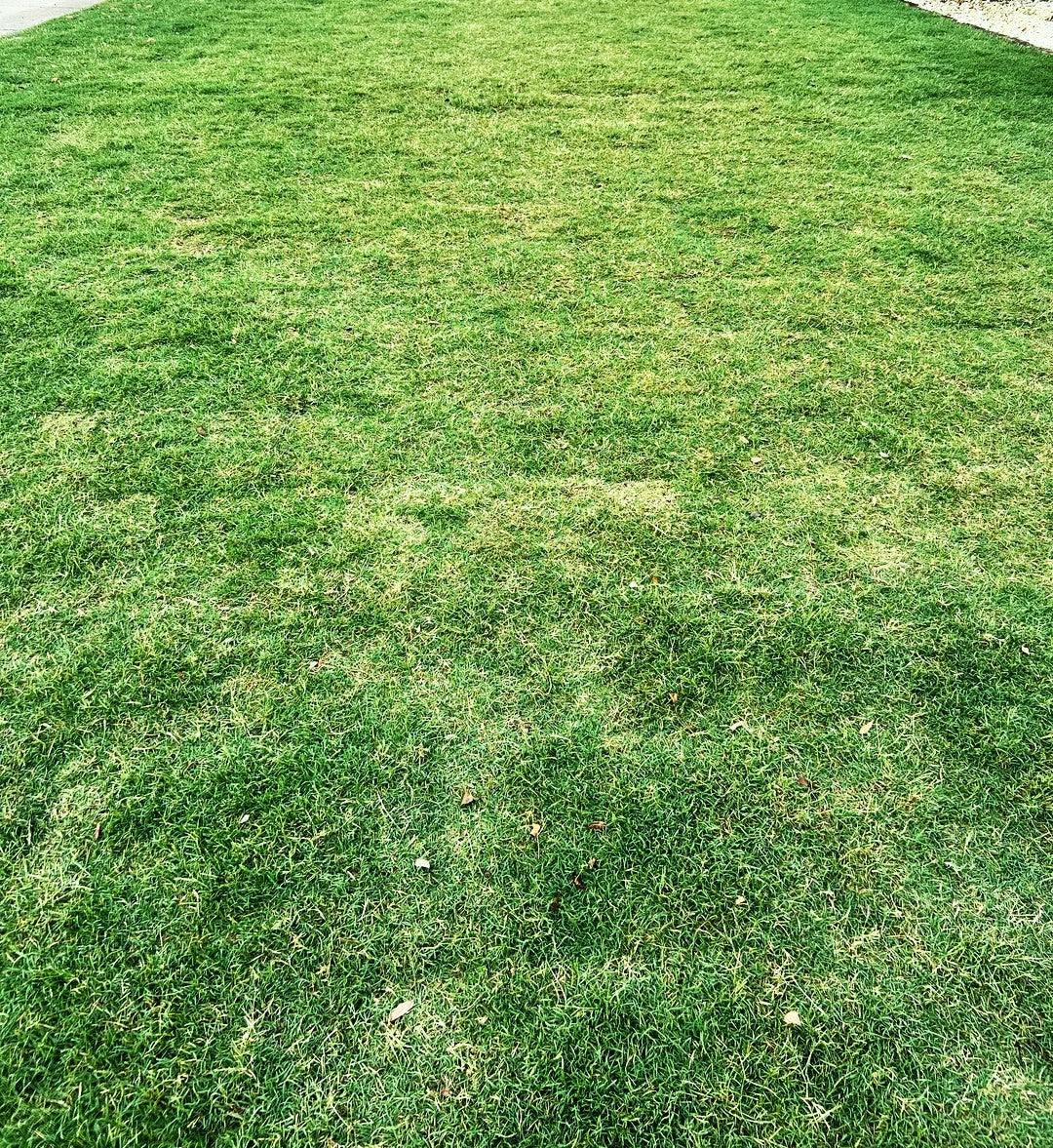 Bermuda Grass, Coated Unhulled - Image 7