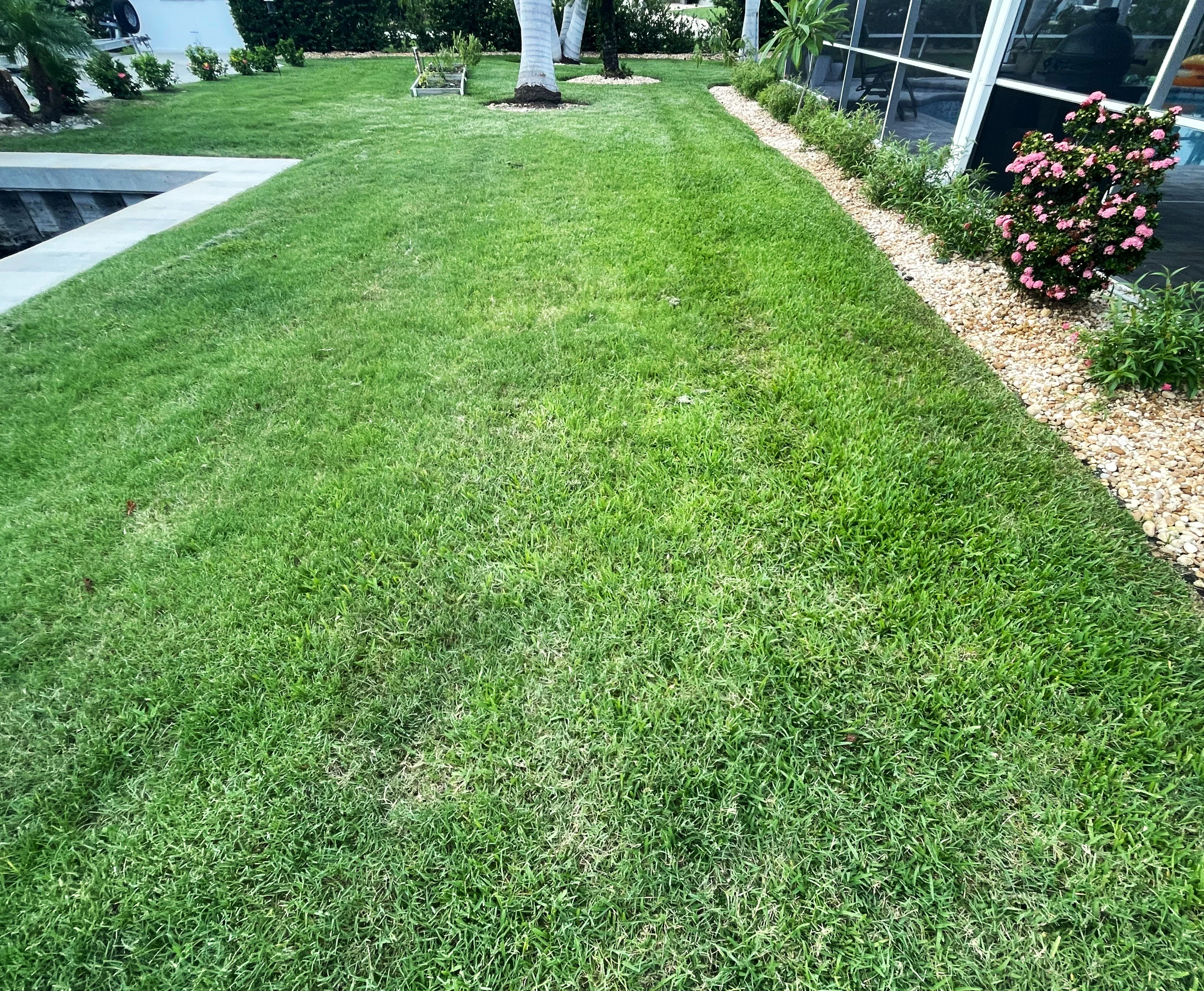 Bermuda Grass, Coated Unhulled - Image 8
