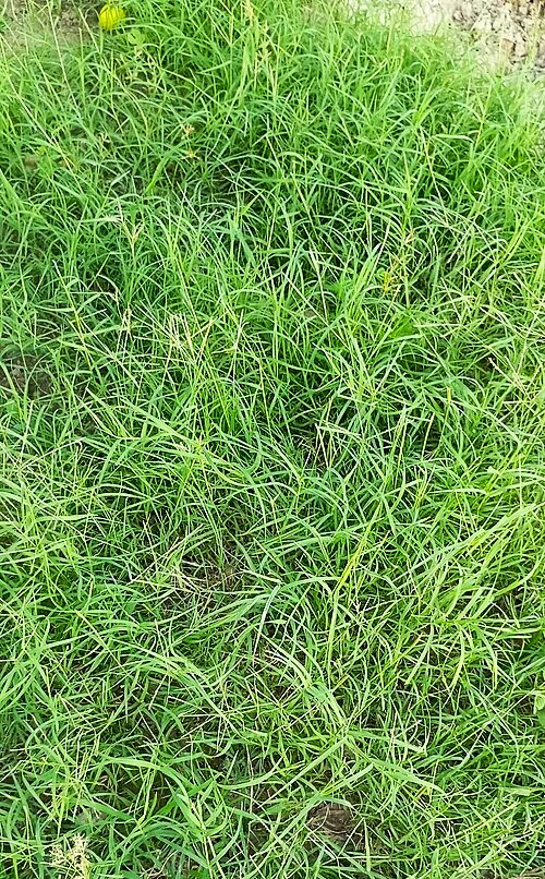 Bermuda Grass, Coated Unhulled - Image 9