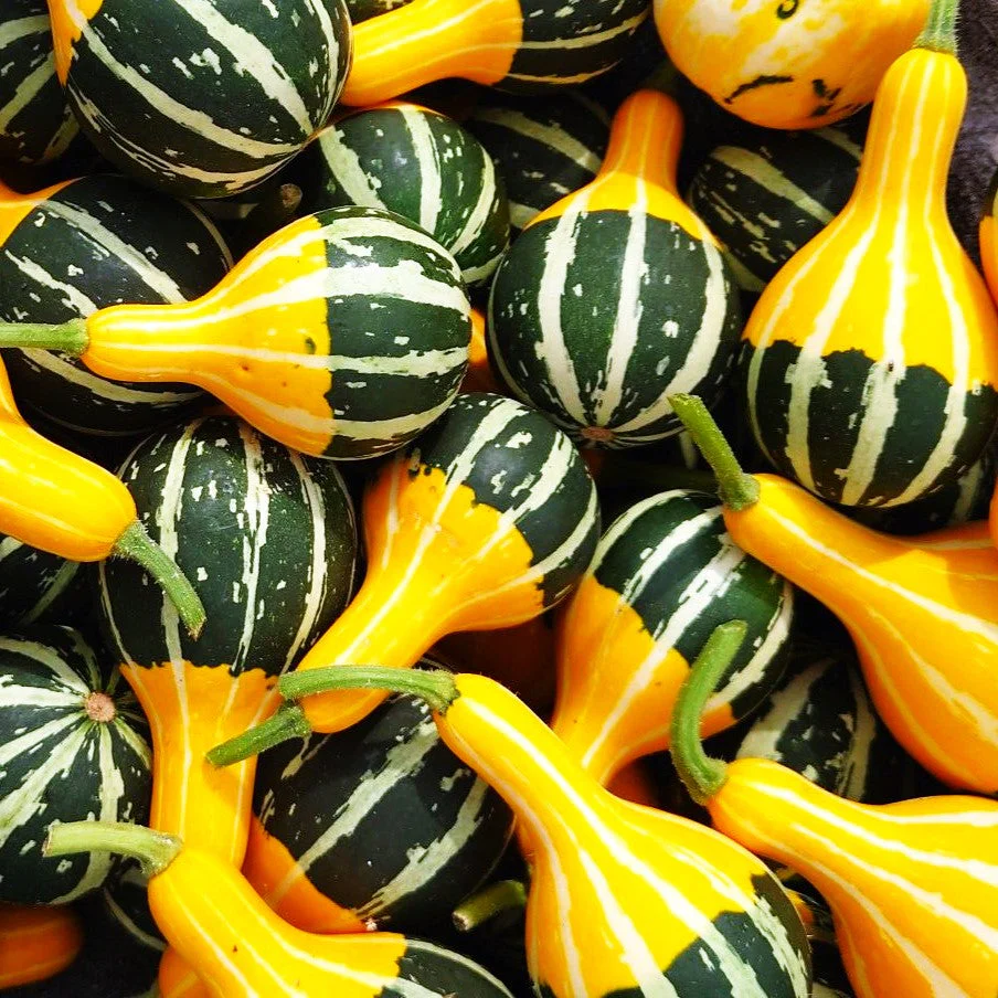 Bicolor Pear Ornamental Gourd - Image 2