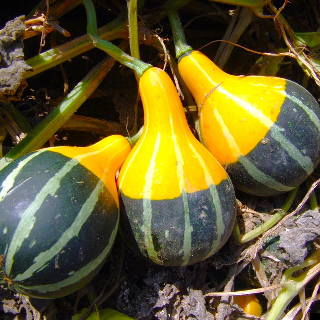 Bicolor Pear Ornamental Gourd - Image 3