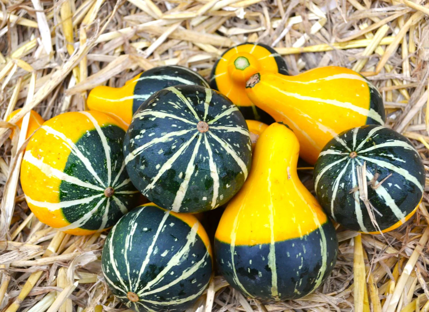 Bicolor Pear Ornamental Gourd - Image 4