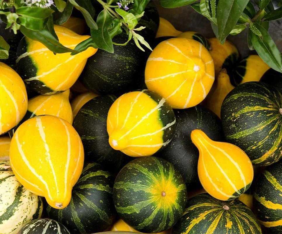 Bicolor Pear Ornamental Gourd - Image 6
