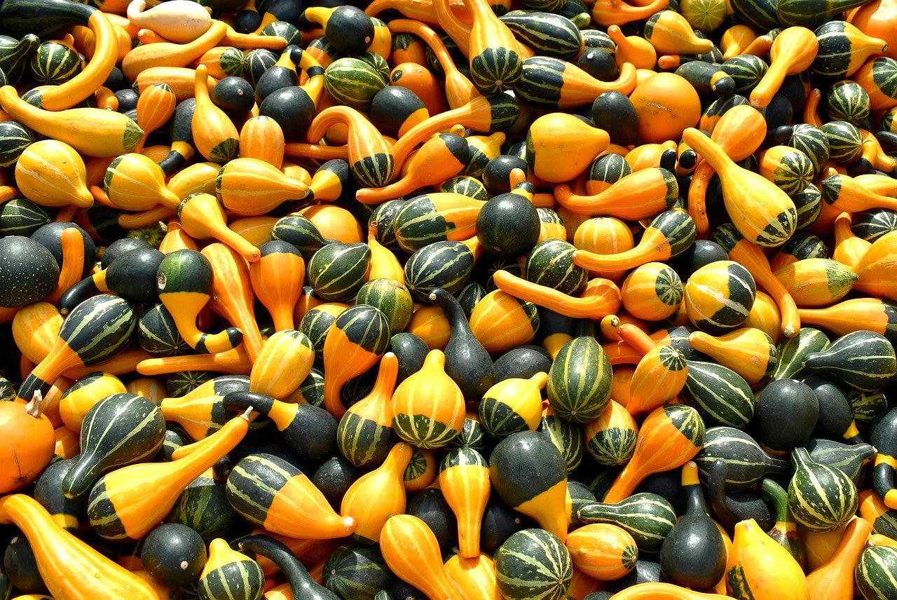 Bicolor Pear Ornamental Gourd - Image 7