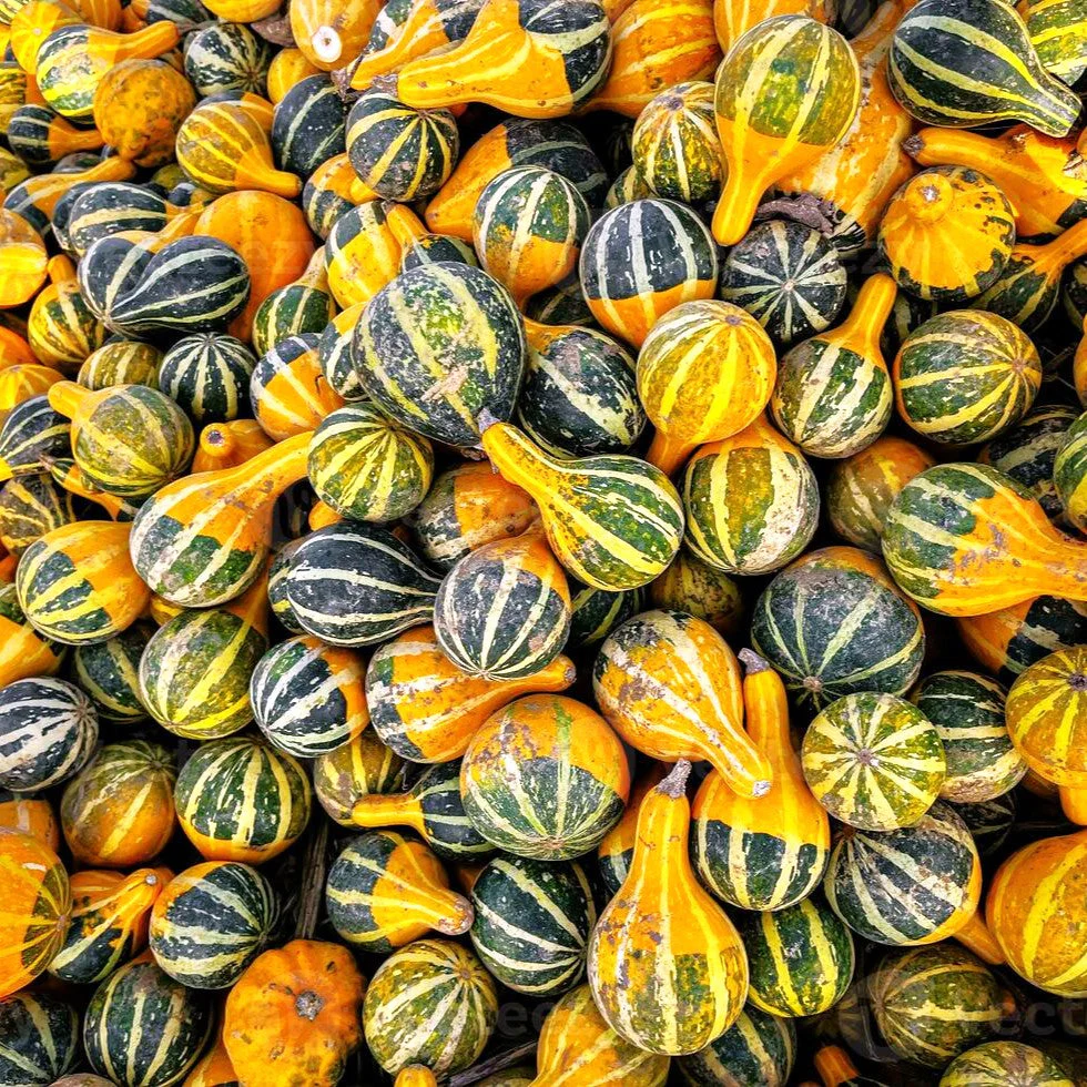 Bicolor Pear Ornamental Gourd - Image 8