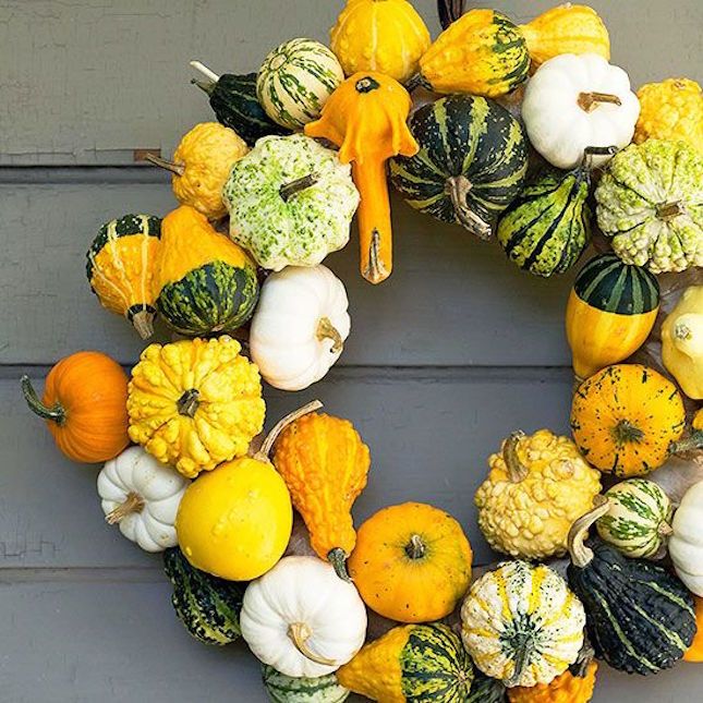 Bicolor Pear Ornamental Gourd - Image 9