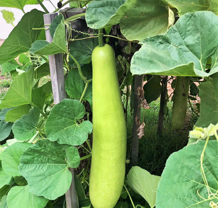 Big Green Sausage Bottle Gourd - Image 3
