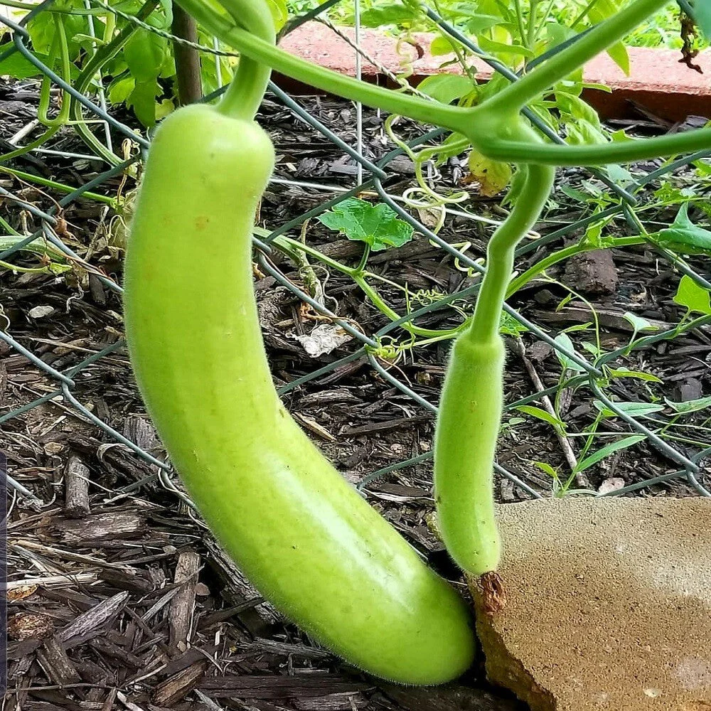 Big Green Sausage Bottle Gourd - Image 4