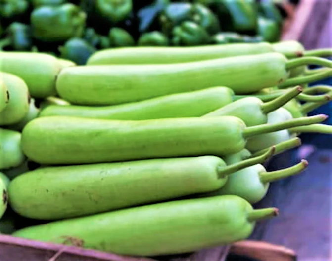 Big Green Sausage Bottle Gourd - Image 5