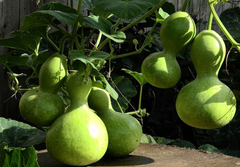 Birdhouse Bottle Gourd - Image 3