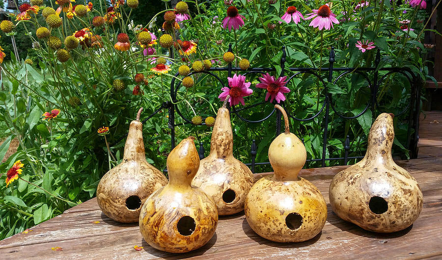 Birdhouse Bottle Gourd - Image 5