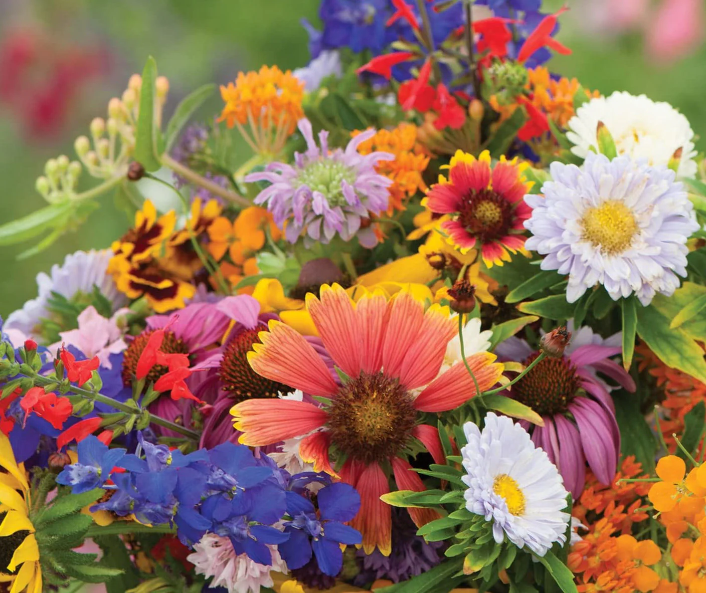 22 Species Wildflowers - Birds, Bees, and Butterflies Mix For Pollinators - Image 3