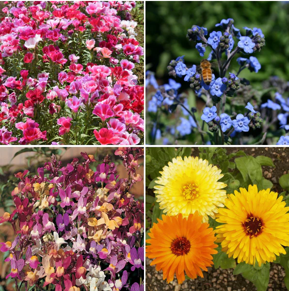 22 Species Wildflowers - Birds, Bees, and Butterflies Mix For Pollinators - Image 4