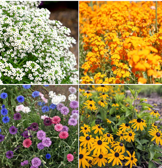 22 Species Wildflowers - Birds, Bees, and Butterflies Mix For Pollinators - Image 6