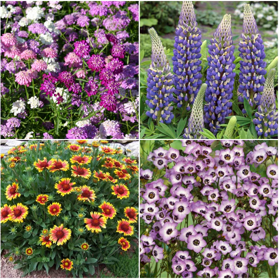22 Species Wildflowers - Birds, Bees, and Butterflies Mix For Pollinators - Image 7