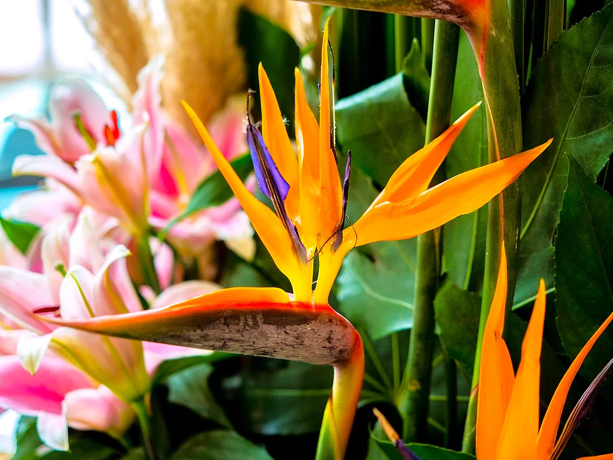 Birds of Paradise - Image 10