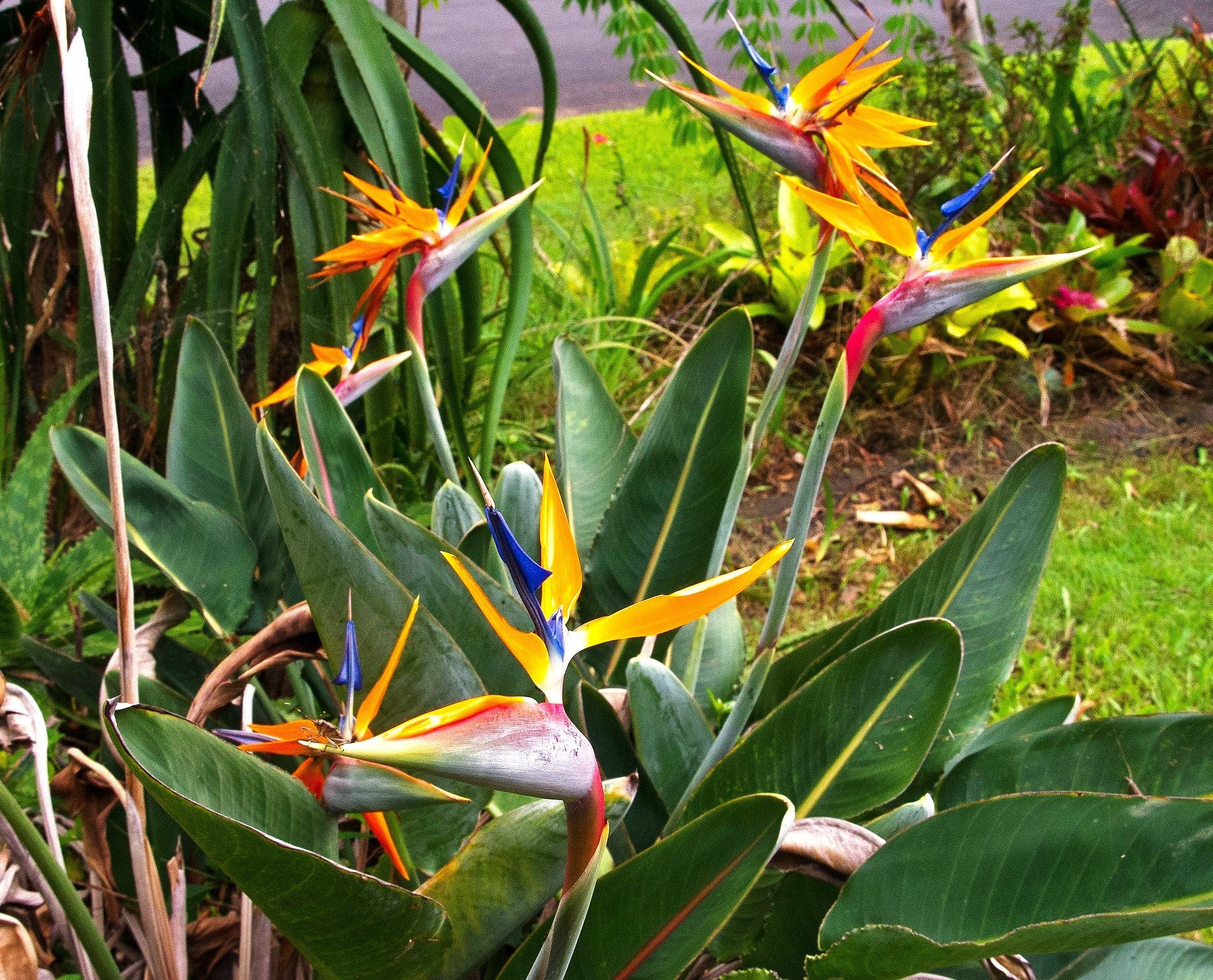 Birds of Paradise - Image 2