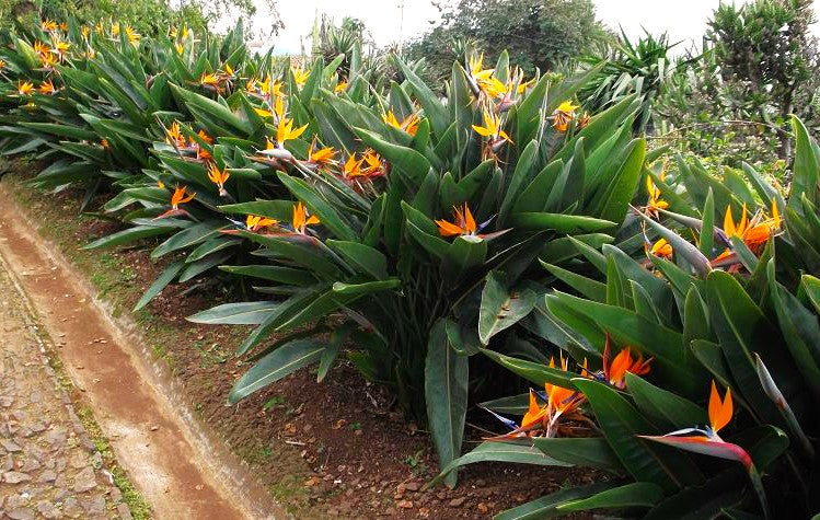 Birds of Paradise - Image 3