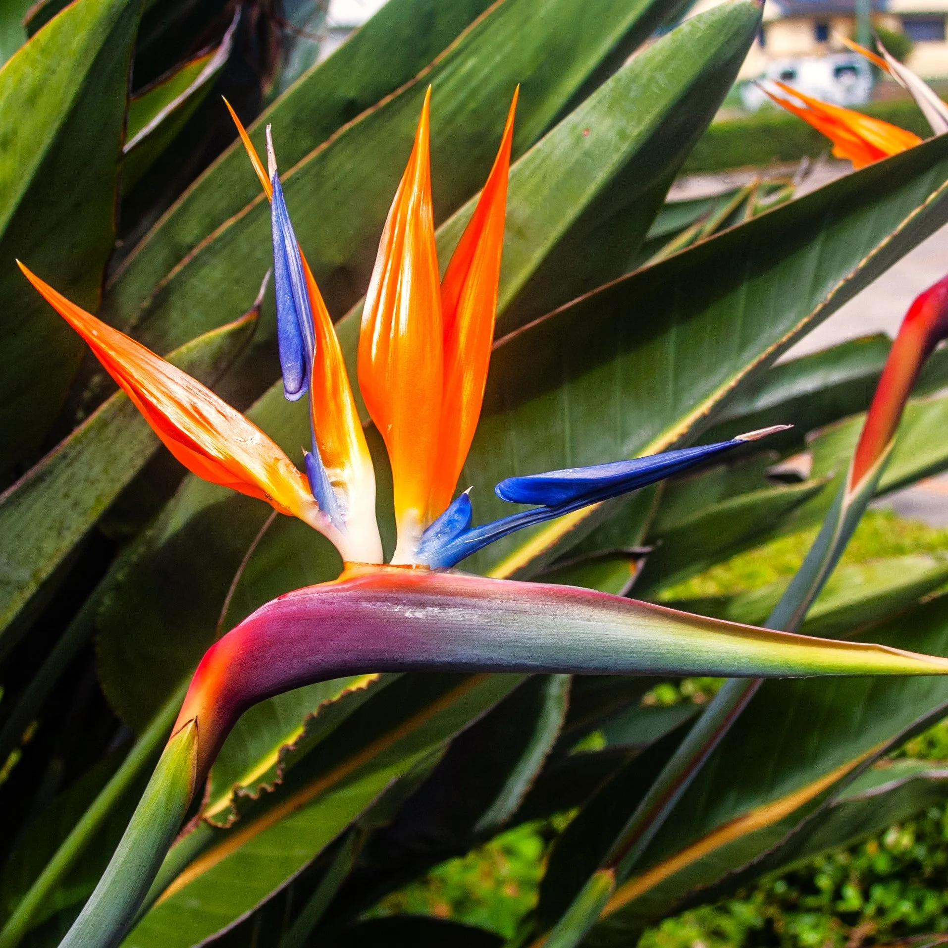Birds of Paradise - Image 4