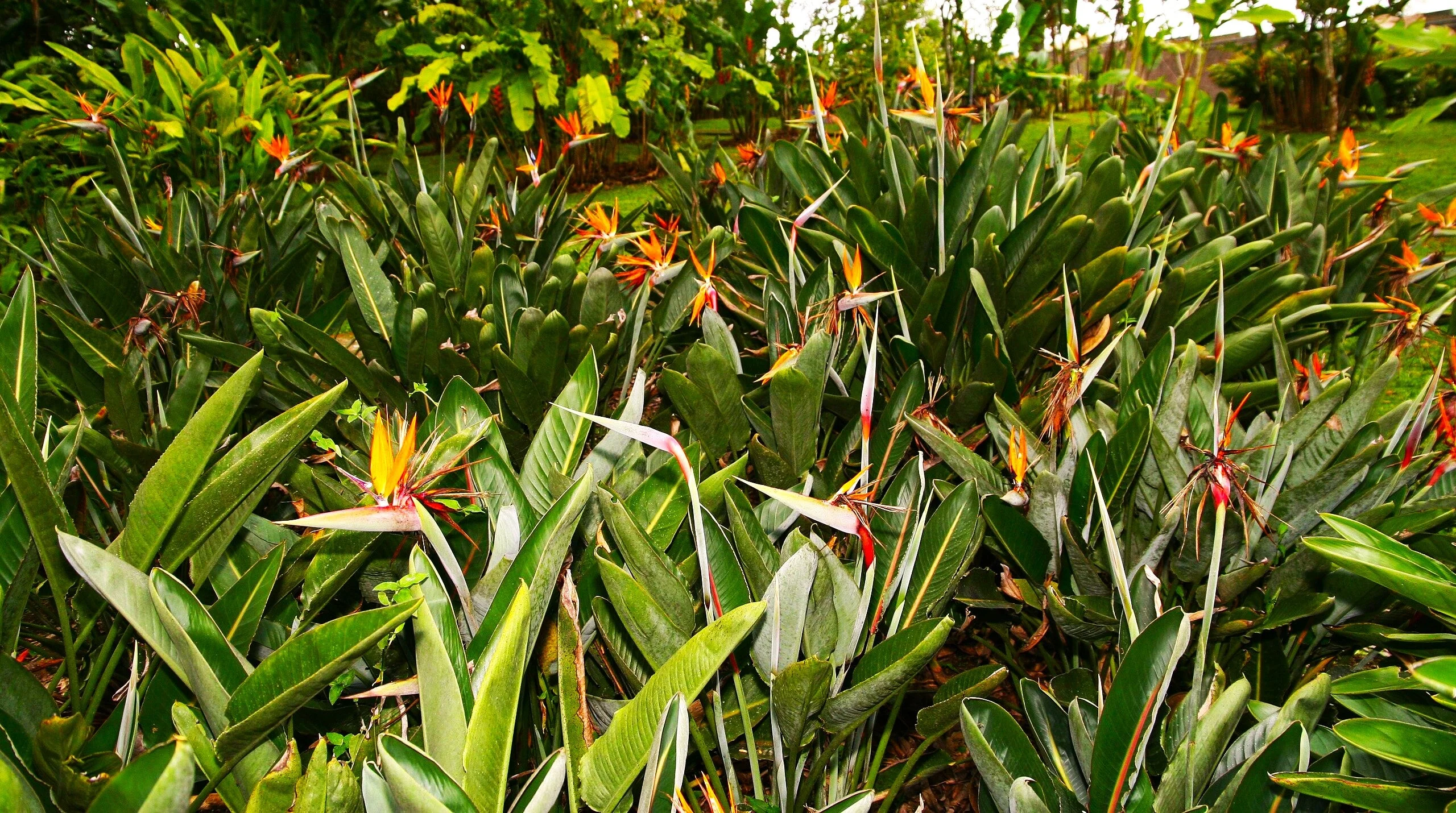 Birds of Paradise - Image 5