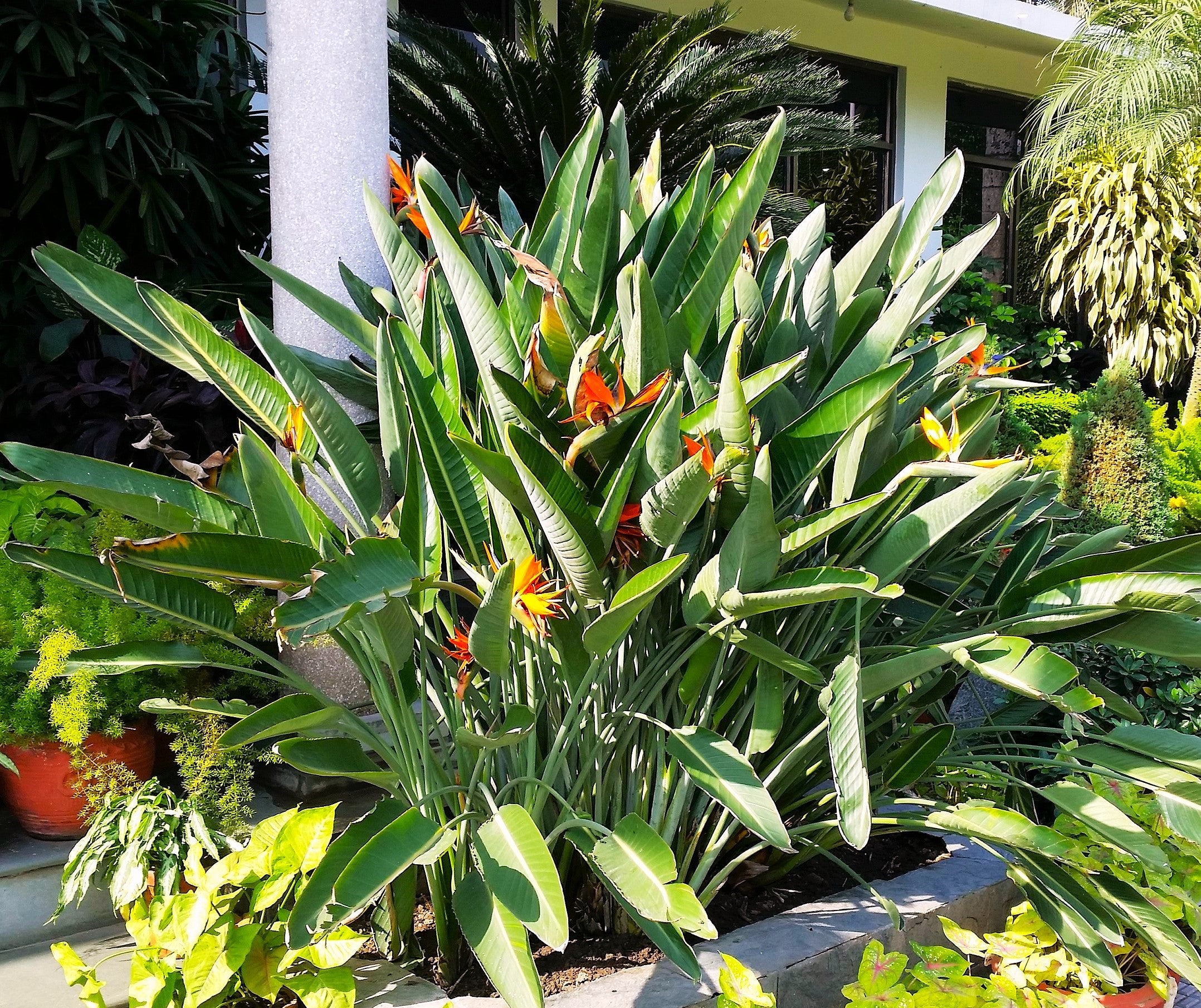 Birds of Paradise - Image 6
