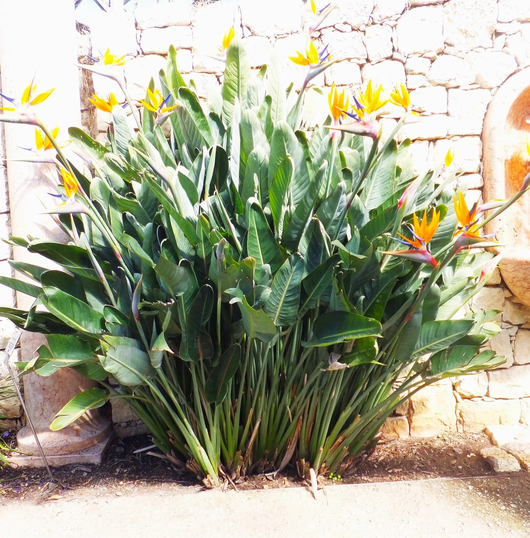 Birds of Paradise - Image 7