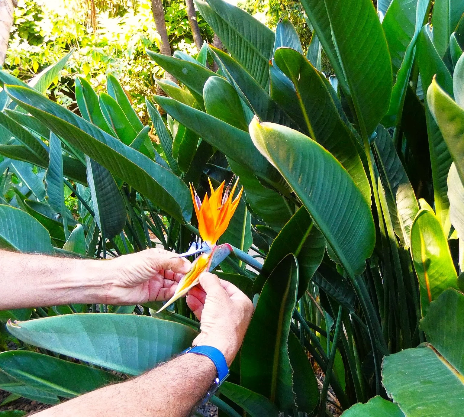 Birds of Paradise - Image 8