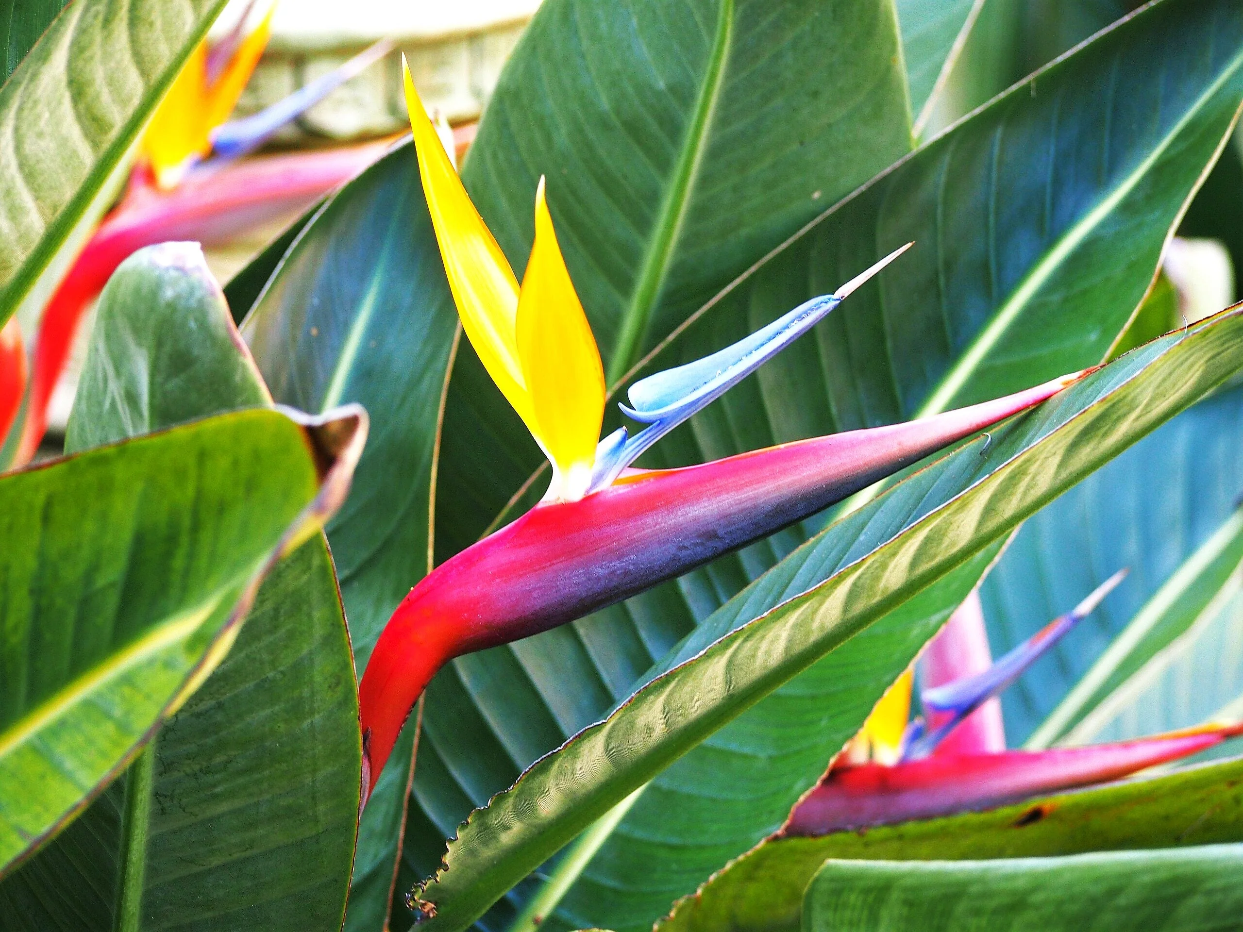 Birds of Paradise - Image 9