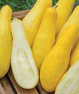 Black and Yellow Summer Squash Seeds Mix - Combination Pack - Image 3