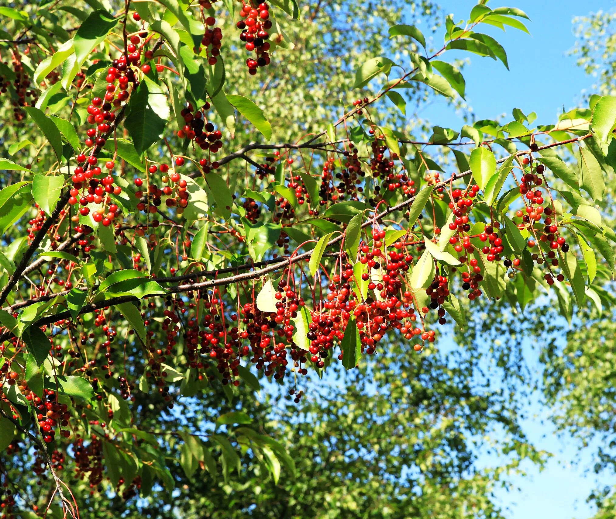 Black Cherry Tree - Image 2