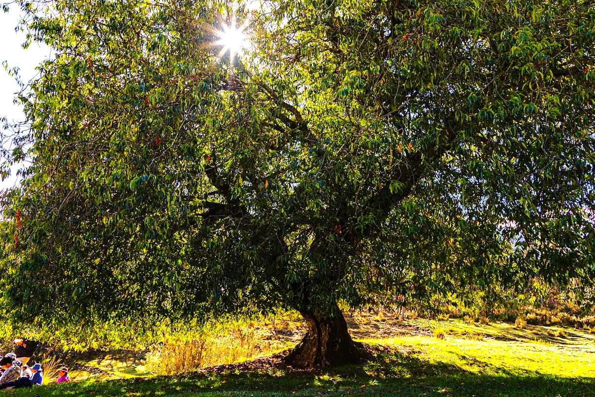 Black Cherry Tree - Image 5