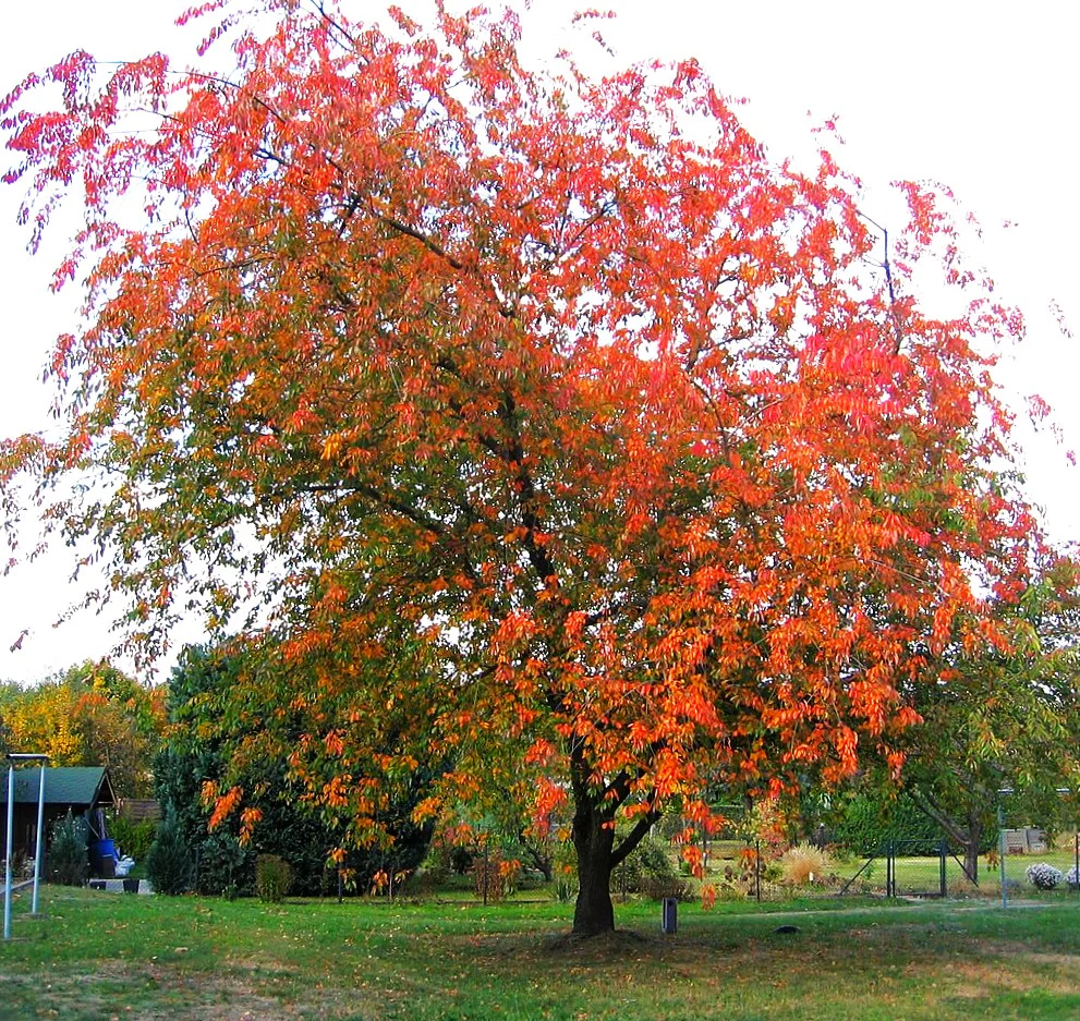 Black Cherry Tree - Image 6