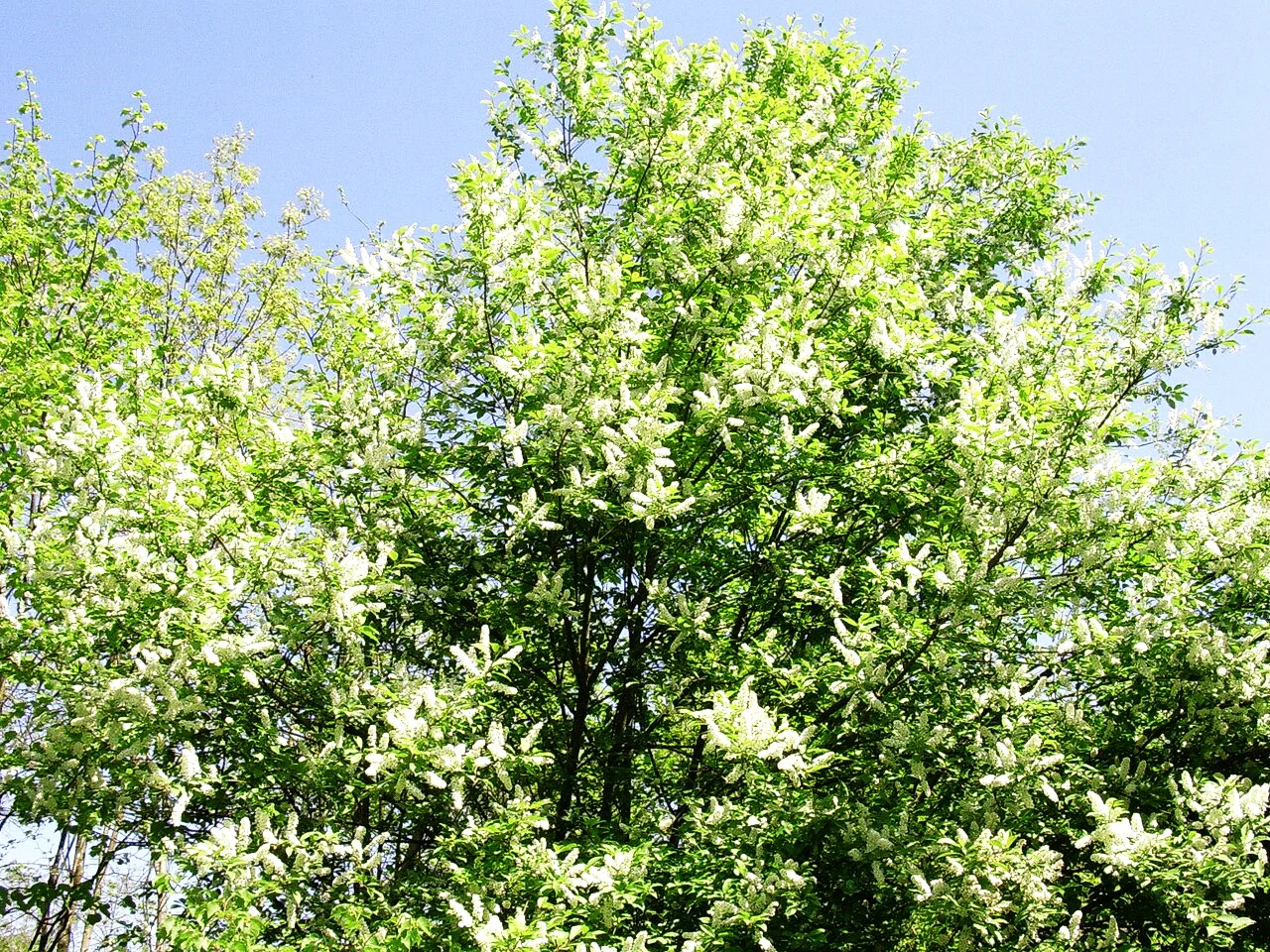 Black Cherry Tree - Image 7