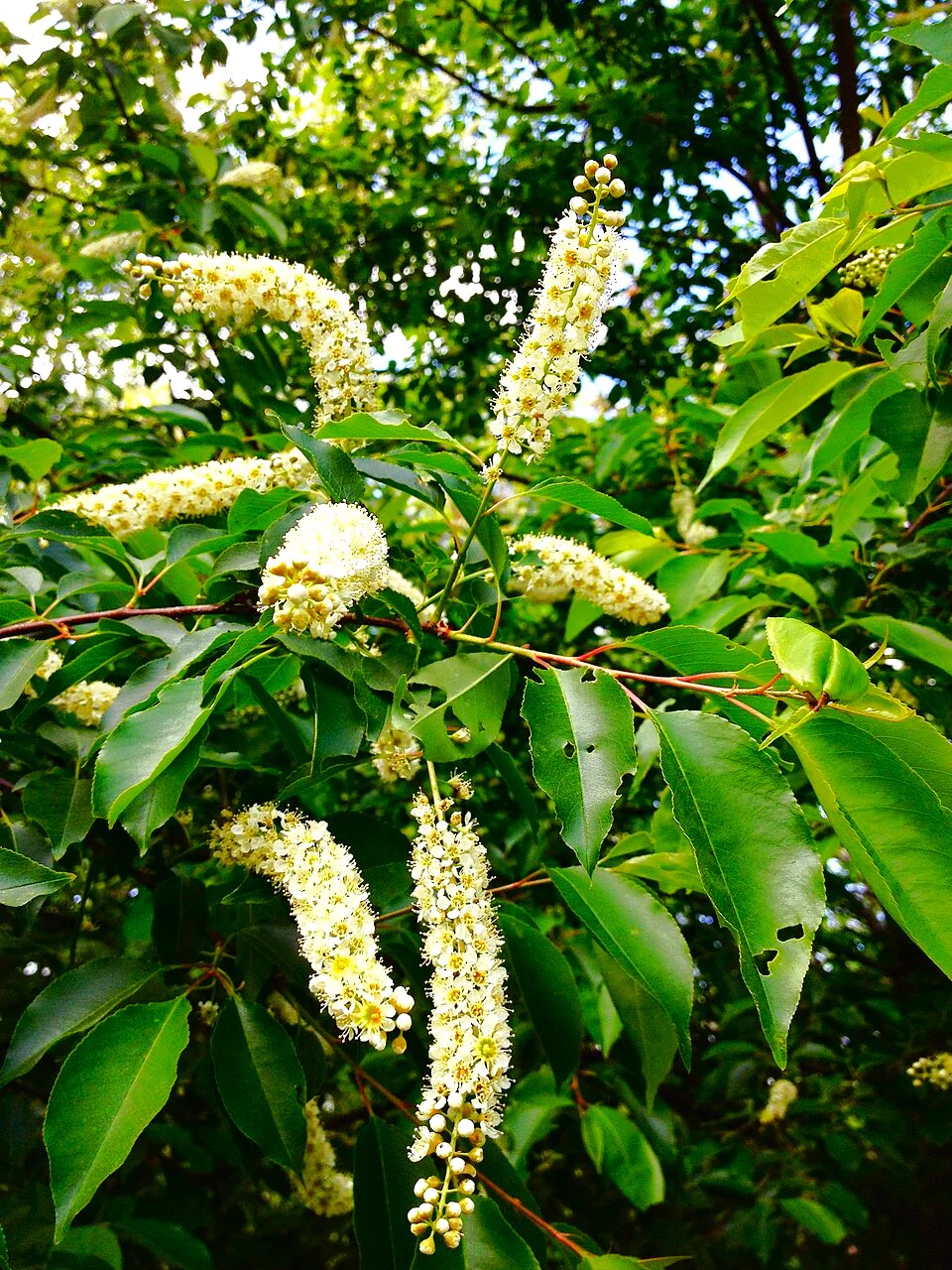 Black Cherry Tree - Image 9