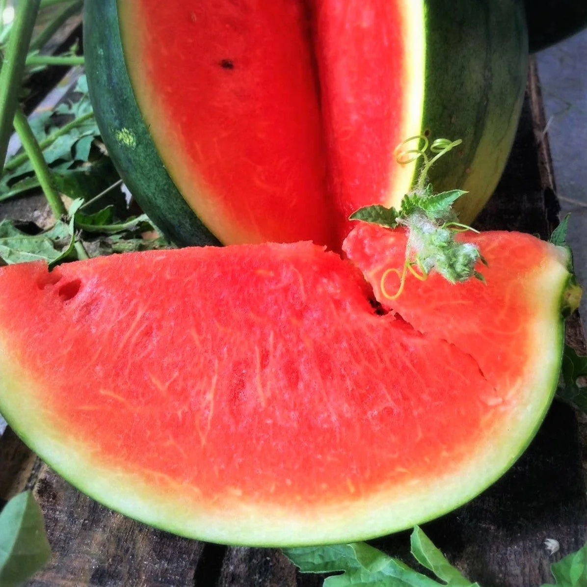 Black Diamond Watermelon - Image 3