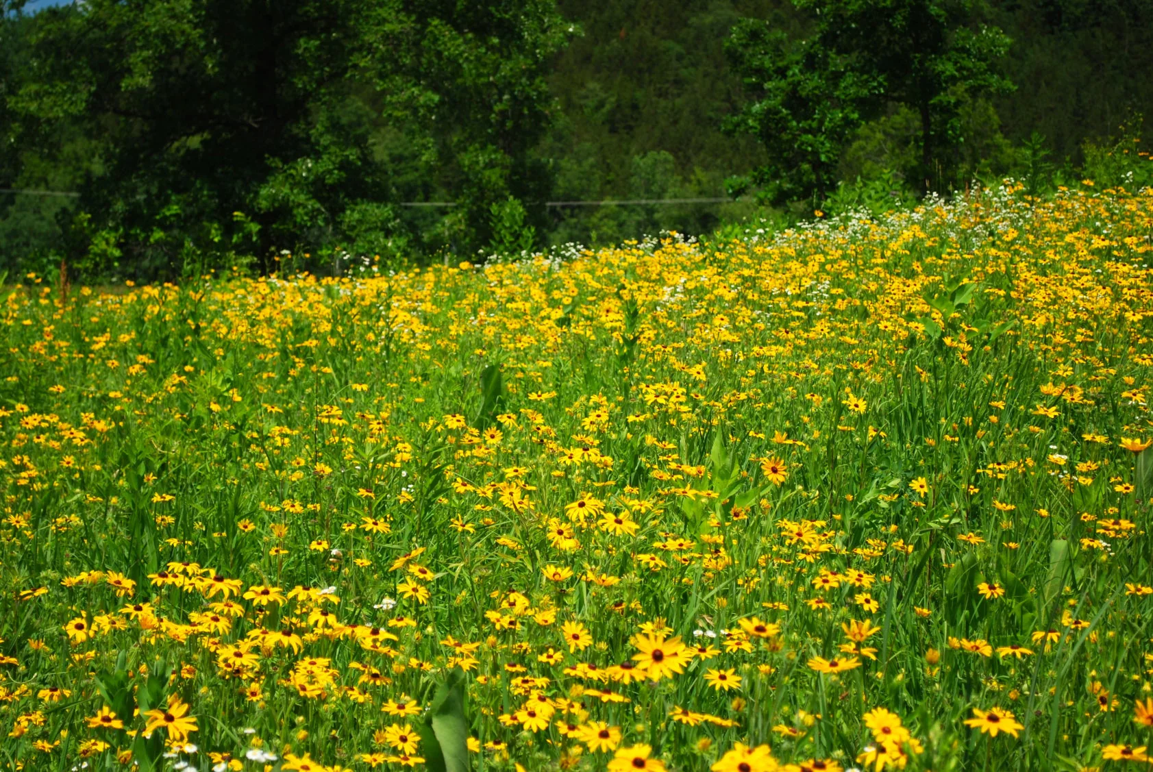 Black-Eyed Susan - Image 10