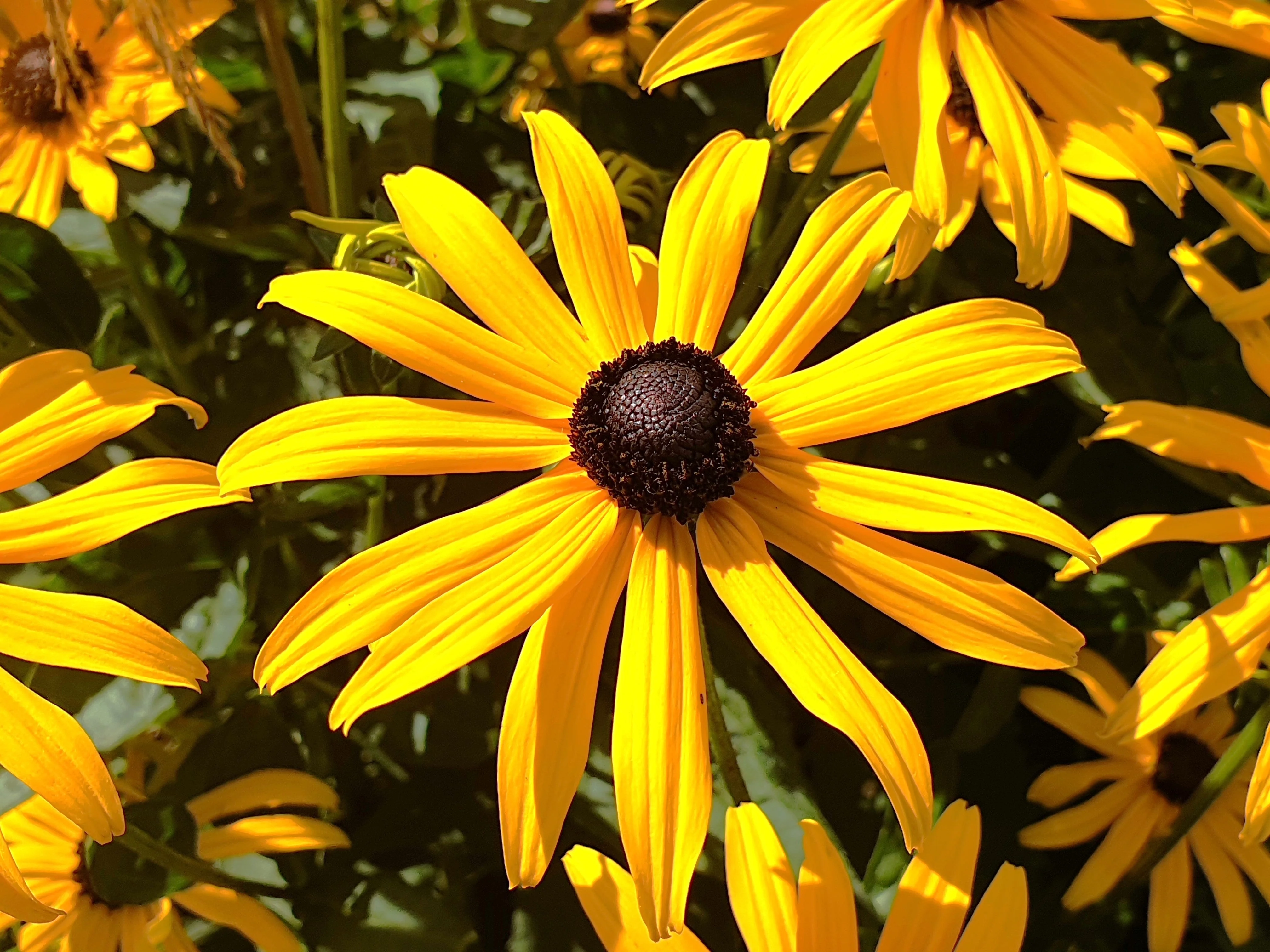 Black-Eyed Susan - Image 3