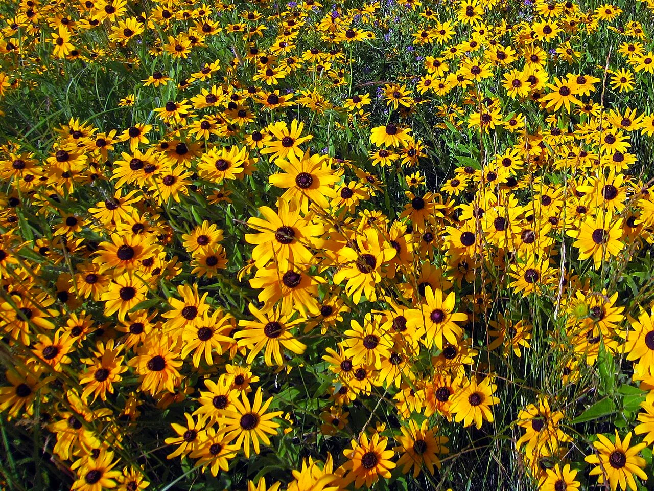 Black-Eyed Susan - Image 4